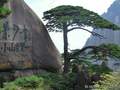 黄山迎客松