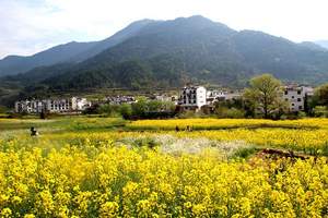黄山、宏村、婺源当地跟团3日游/中午出发可接高铁/纯玩无购物